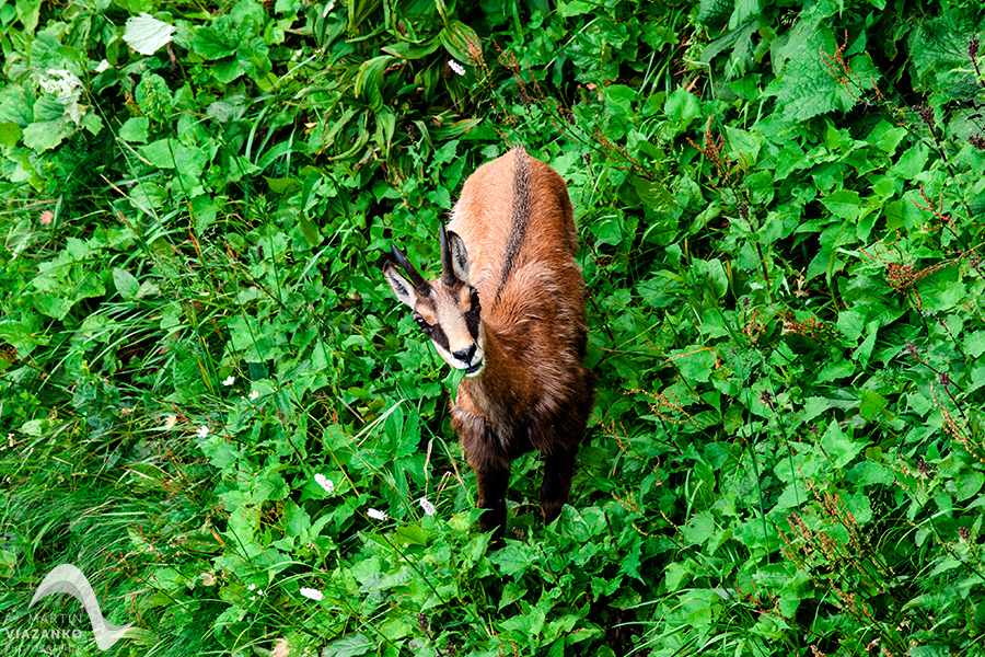 kamzik vrchovský tatranský, rupicapra rupicapra tatrica, chamois, gemse, wildlife, photo, divoká príroda, kamzík alpský, vysoké tatry, foto, high tatras